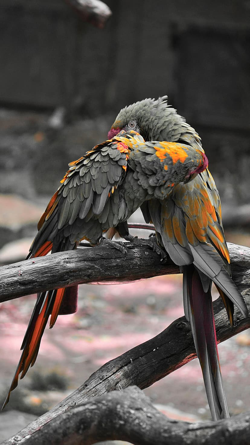 Two African grey parrots with orange accents cuddle together on a textured wooden branch against a soft backdrop.
