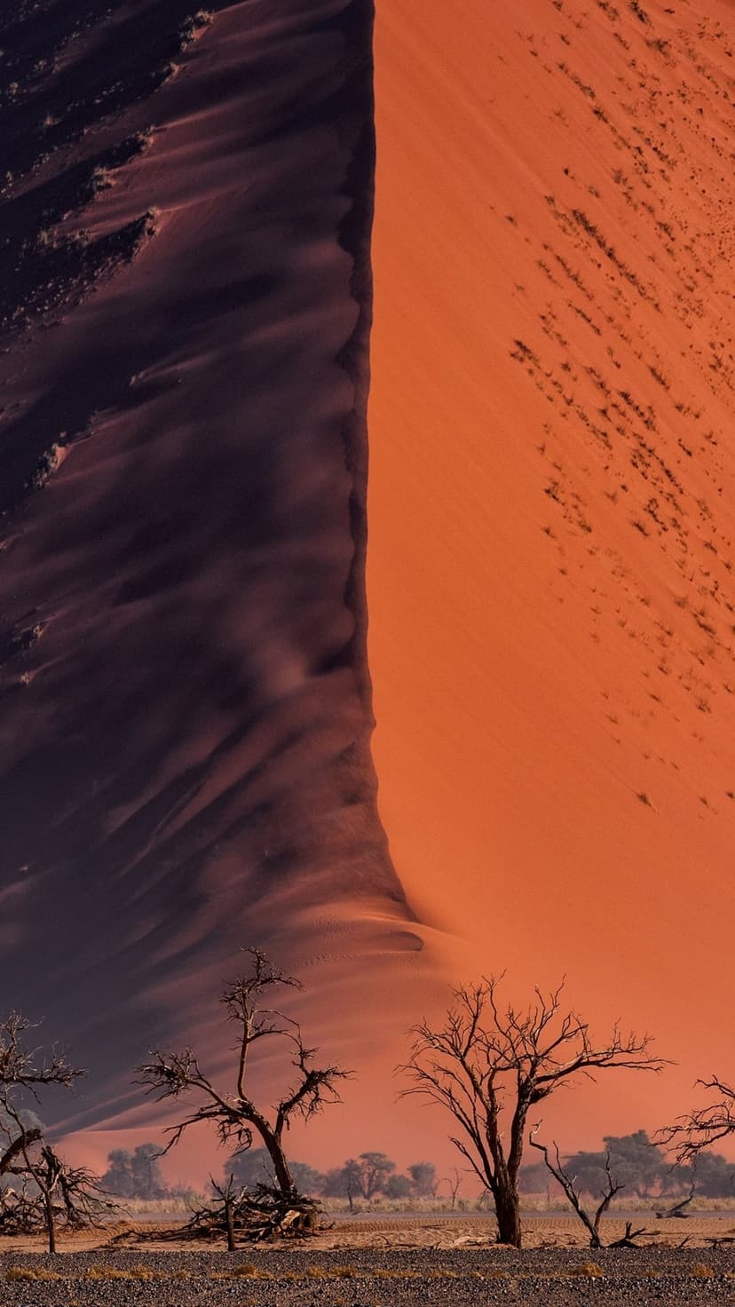 Sharp sand dune ridges divide sunlit orange and shaded purple slopes with skeletal trees along the desert floor.