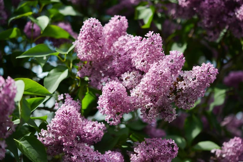 Lavender lilac blossoms with tiny four-petal florets clustered on a green stem under soft natural daylight.