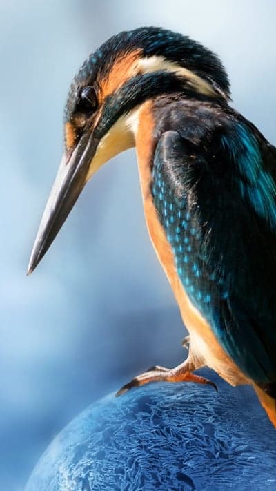 Vibrant Kingfisher Bird Close-Up High-Res Mobile Wallpaper