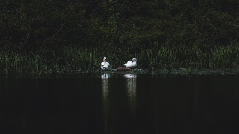 Two white swans resting on dark lake water near green reeds with clear reflections on the placid surface.