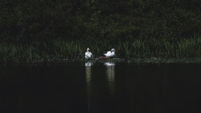 Two white swans resting on a lake