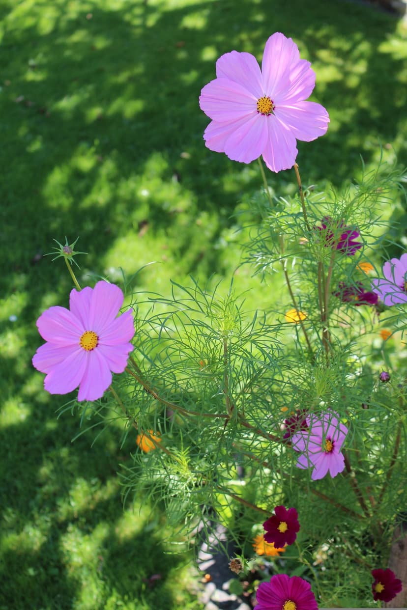 Pink cosmos flowers with yellow centers bloom in a sunny garden with a blurred green grass background.