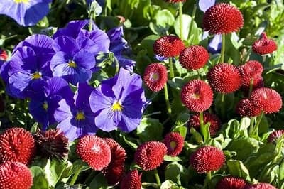 Sunlit Purple Pansies and Red Daisy Petals Phone Backdrop