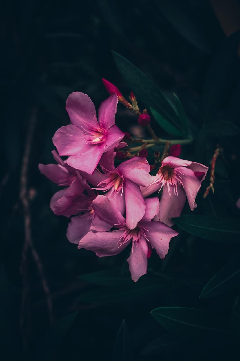 Pink oleander flowers with visible stamen bloom against a dark, moody background of shadowy green garden leaves.
