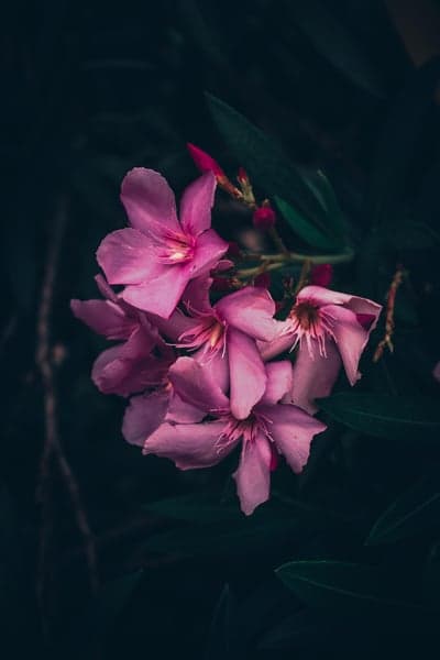 Vibrant Pink Oleander Flowers Against Dark Background
