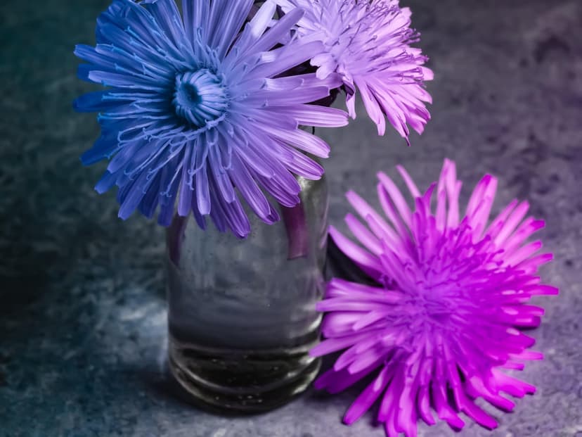 Purple and blue aster flowers in a clear glass vase against a textured dark gray background with soft lighting.