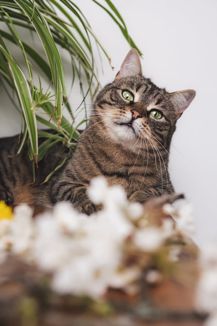Tabby cat with bright green eyes gazes from behind thick green leaves and small white flowers in soft focus.