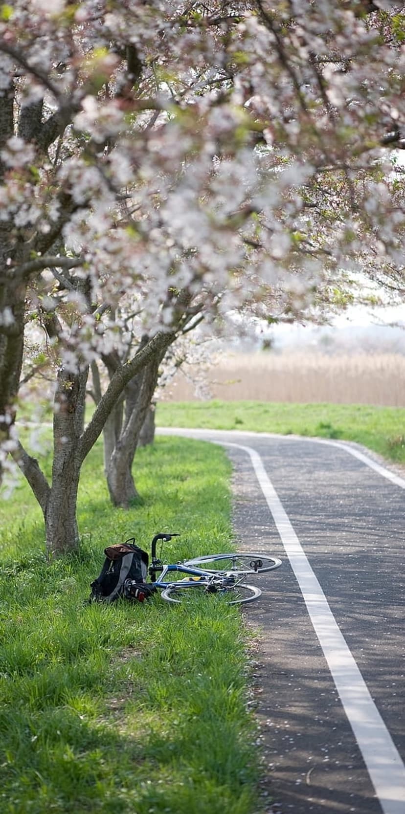 Bicycle and backpack parked on grass beside a paved trail lined with flowering cherry blossom trees in spring.