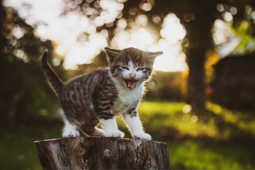 Tabby kitten meowing on a weathered tree stump during golden hour with soft bokeh forest light in the background.