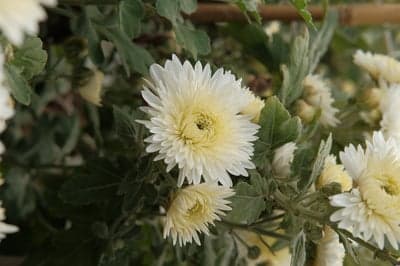White Chrysanthemum Flowers Blooming in Garden