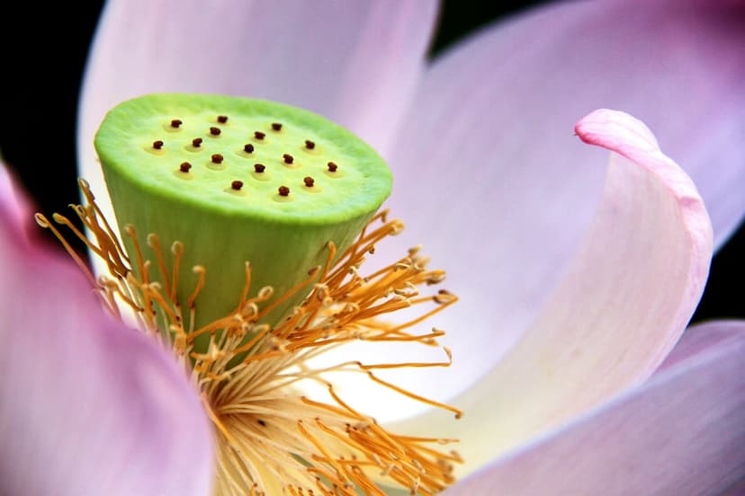 Pink lotus seed pod surrounded by orange stamen and soft magenta petals captured in a close-up macro shot.