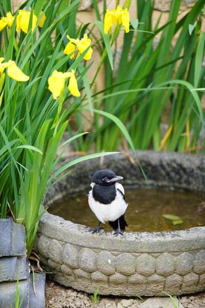 Magpie Bird Bath and Yellow Irises Nature Phone Wallpaper
