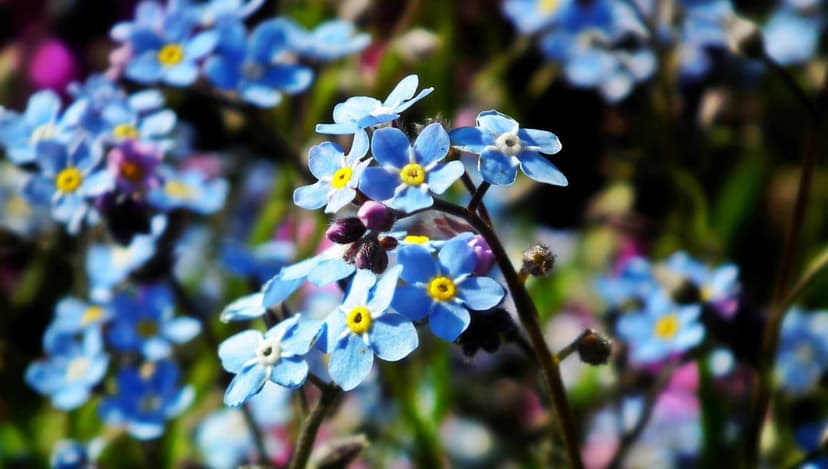 Blue forget-me-not flowers with yellow centers bloom against a blurred green background in a sharp macro view.