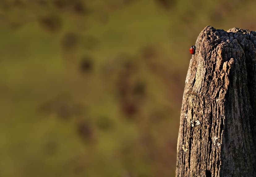 Red ladybug with black spots sits on a rustic wooden post against a soft green and brown blurred background.