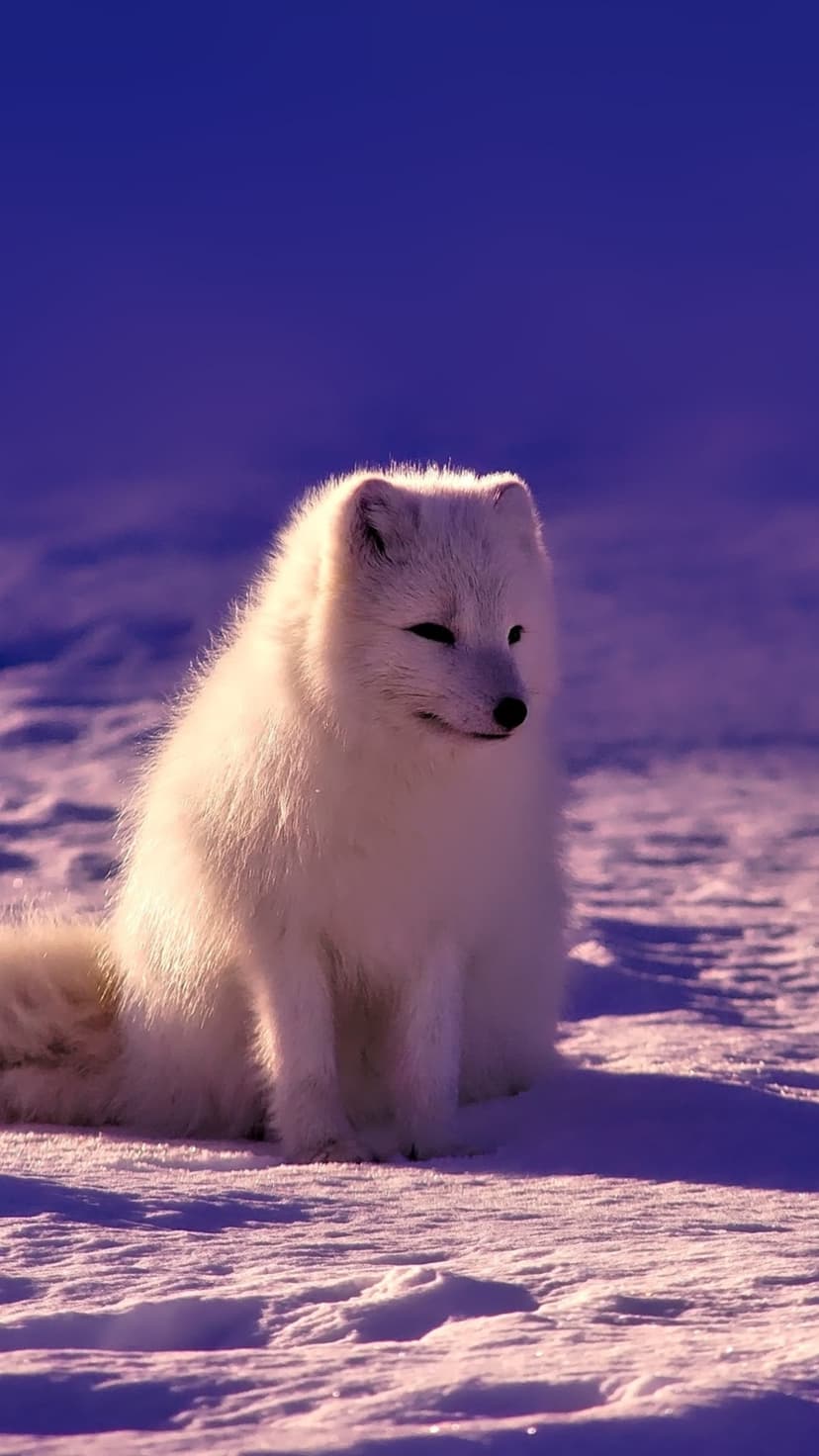 Arctic fox with thick white fur sits in a snowy landscape under ethereal purple light with its head tilted.