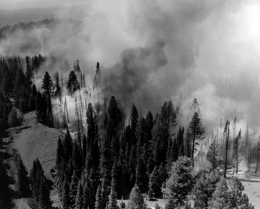 Thick plumes of black and white smoke billow from a dense forest fire captured from a high aerial perspective.