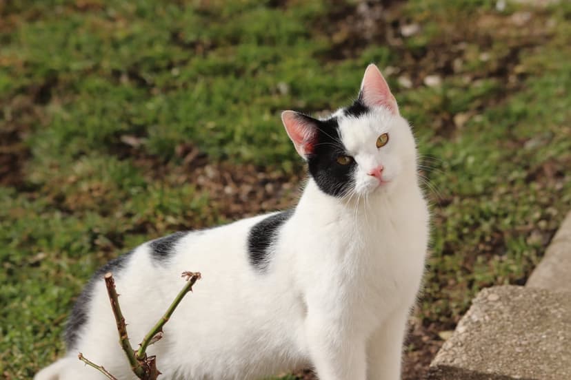 Black and white cat with an eye patch gazes forward while sitting on a grassy lawn during a bright afternoon.