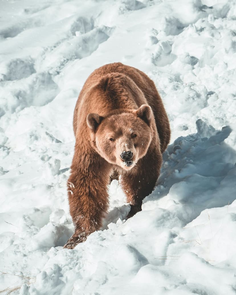 Brown bear with thick fur walks through knee-deep white snow, looking directly at the camera in a winter landscape.