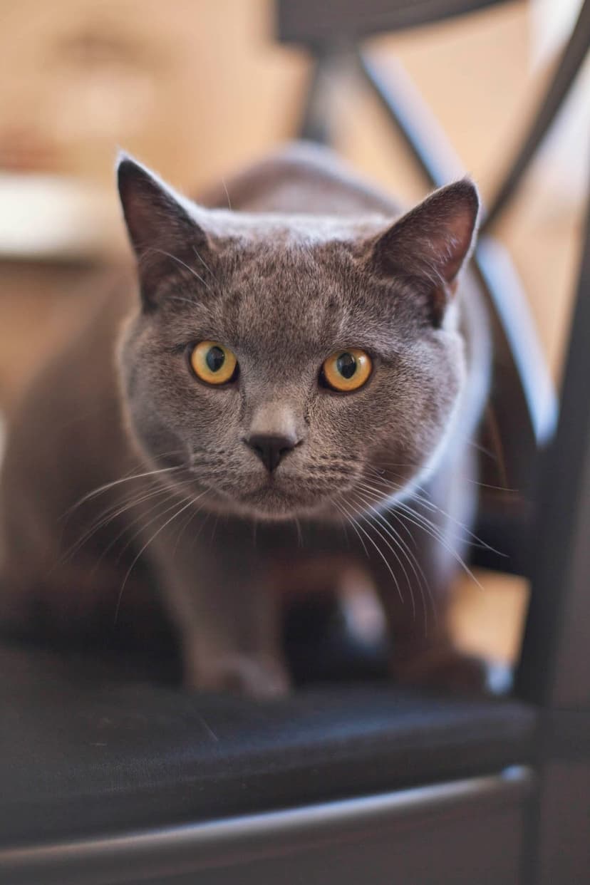 British Shorthair cat with plush grey fur and bright amber eyes gazes forward in a close-up animal portrait.