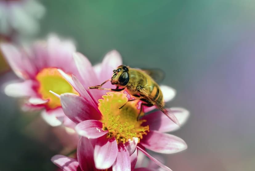 Honeybee with yellow stripes landing on a pink daisy center against a blurred green and purple background.