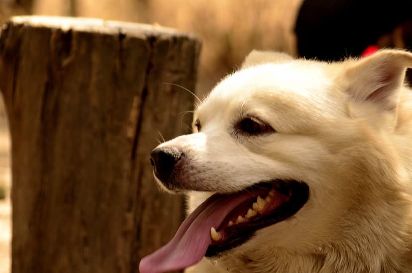 Cream-colored dog with its tongue out pants beside a dark wooden post in warm, blurred golden sunlight.