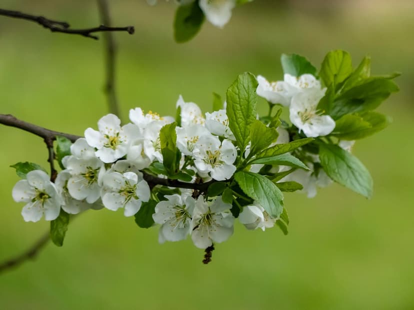 White plum blossoms with yellow stamens on a leafy branch against a blurred green background in soft light.