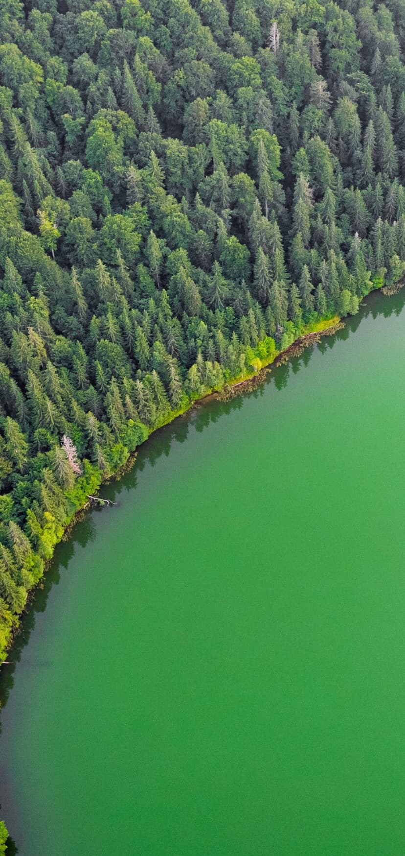 Dense evergreen forest meets the shoreline of a turquoise lake in a top-down aerial landscape perspective.