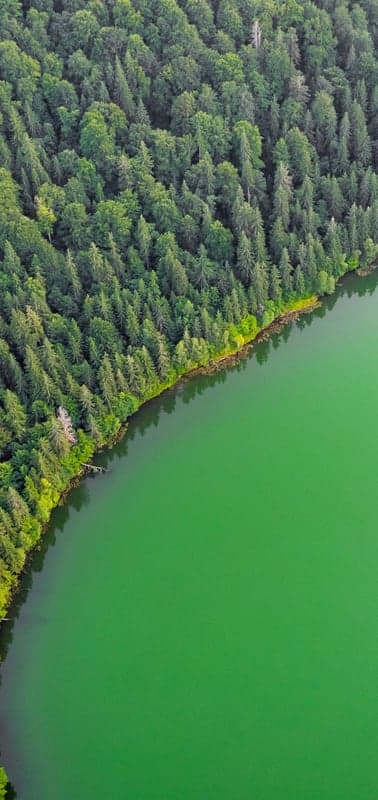 Emerald Waters Edge a Verdant Forest