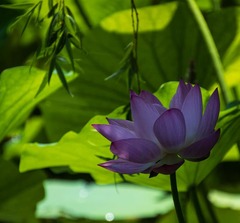 Pink lotus flower with delicate petals blooming amidst green lily pads in a sunlit pond under soft lighting.