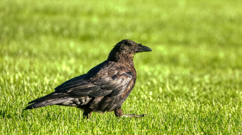 Black crow with textured feathers stands on a sunlit green lawn, showcasing its sharp beak and dark plumage.