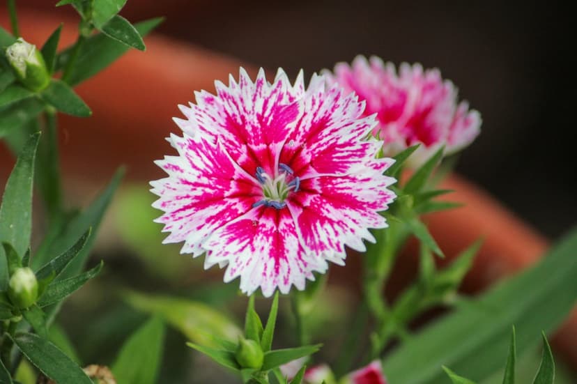 Pink and white Dianthus flower with fringed petals and a detailed center against a soft green garden background.