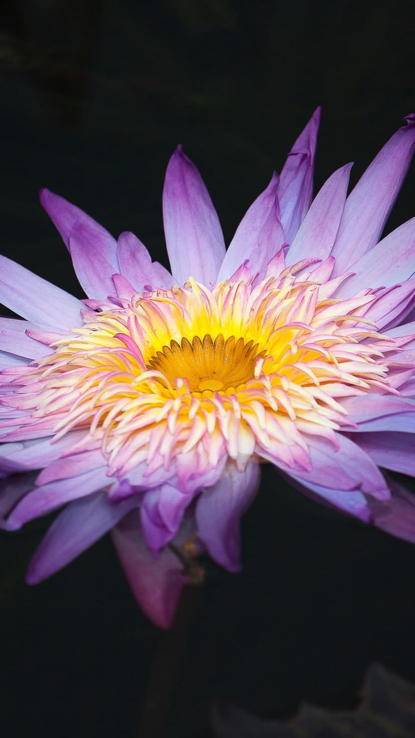 Purple Nymphaea Flower Phone Wallpaper Aquatic Bloom