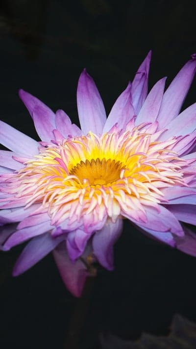 Whispers of the Pond - A Purple Water Lily's Bloom