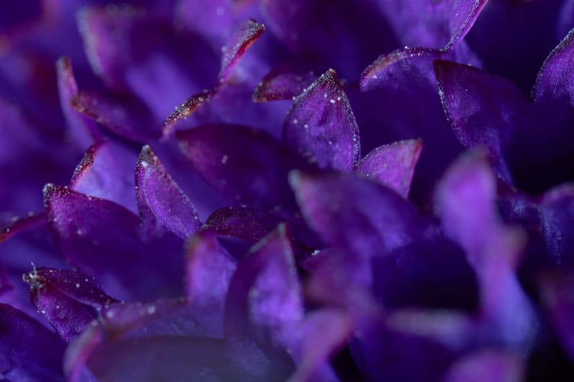 Purple flower petals with translucent water droplets showcasing intricate veins and a soft bokeh background.