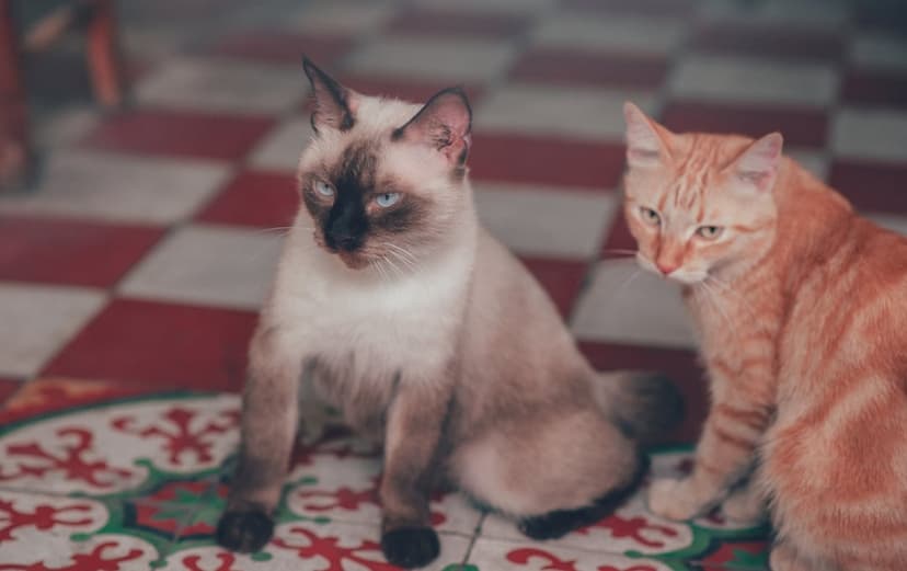 Siamese and orange tabby cats sit together on a decorative rug above a checkered floor with alert expressions.