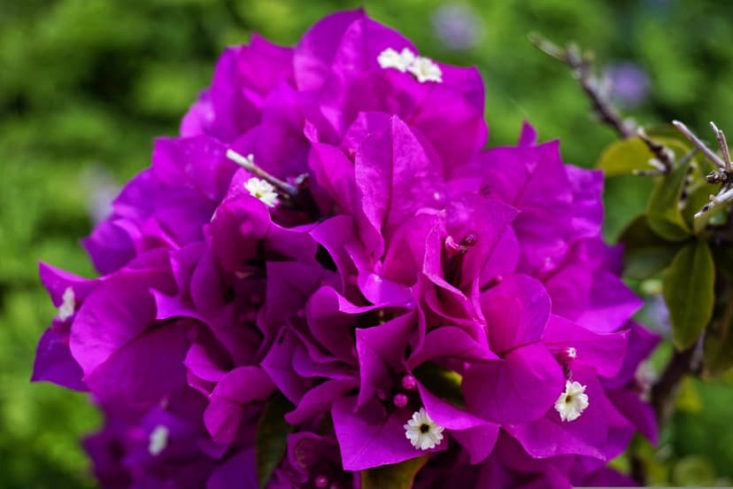 Purple bougainvillea flowers with delicate papery textures bloom against a blurred green garden background.