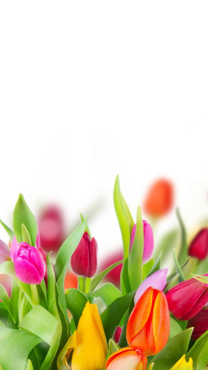 Multi-colored tulips with green leaves extend upward against a minimalist, soft-focus white background.