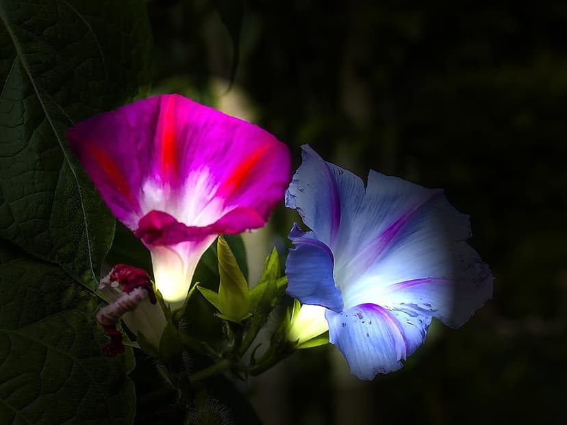 Magenta and blue morning glory flowers with sunlit petals and delicate veins bloom against a dark garden backdrop.