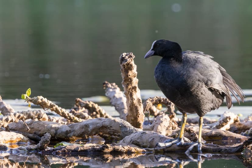 Eurasian Coot with black feathers stands on gray driftwood over reflective pond water in soft daylight.