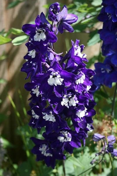 Deep Purple Delphinium Floral Phone Wallpaper Background