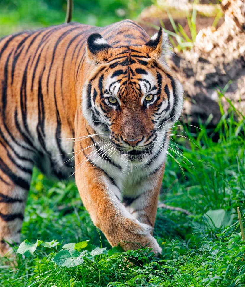 Bengal tiger with vibrant orange fur and yellow eyes emerges from green foliage in a vertical portrait view.