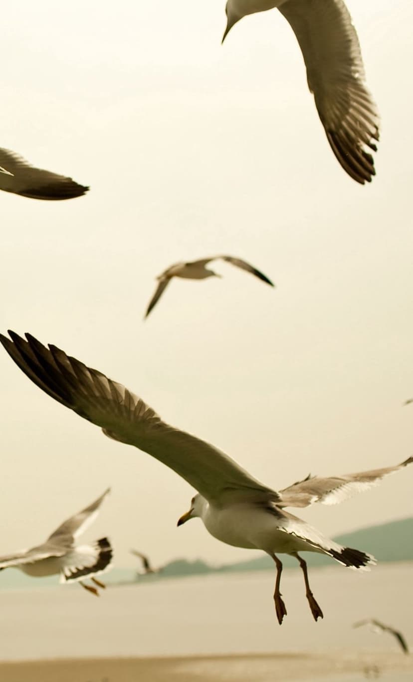 Seagulls with outstretched wings soar over calm water under an overcast sky in a vertical composition.