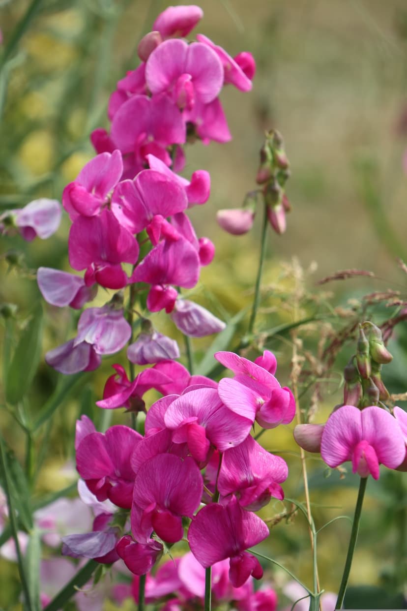 Pink sweet pea flowers with ruffled petals appear in sharp focus against a blurred green and white background.