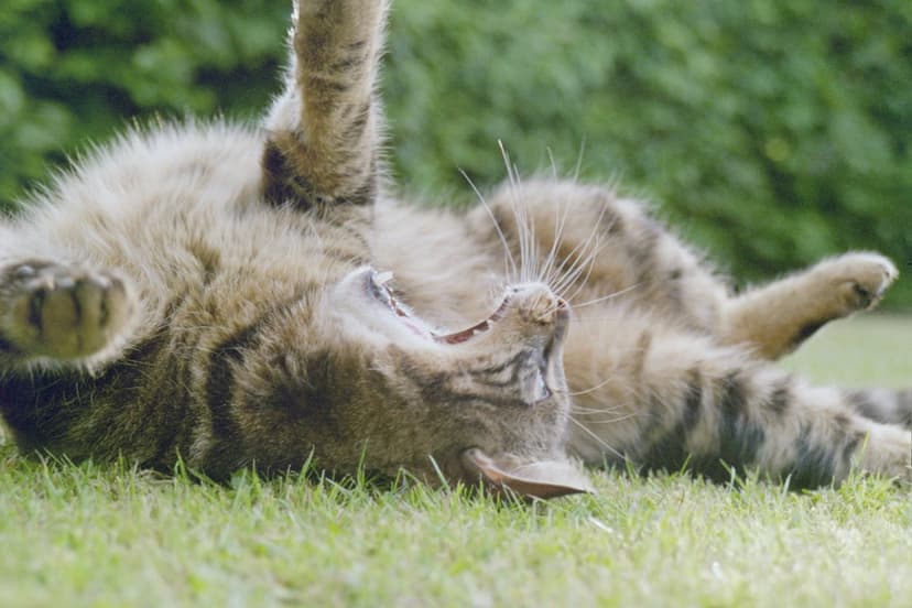 Tabby cat lies on its back in green grass with its mouth wide open in a yawn and front paws splayed upward.