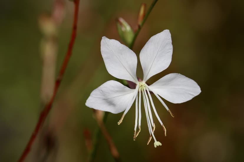 White five-petaled flower with prominent yellow-tipped stamens against a soft-focus green and brown background.