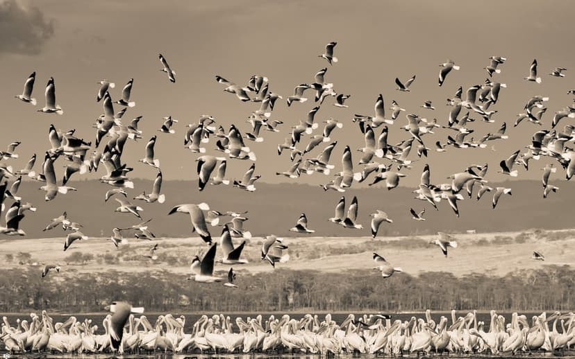 Thousands of birds in flight above a dense group of pelicans by the water in a dramatic sepia-toned landscape.