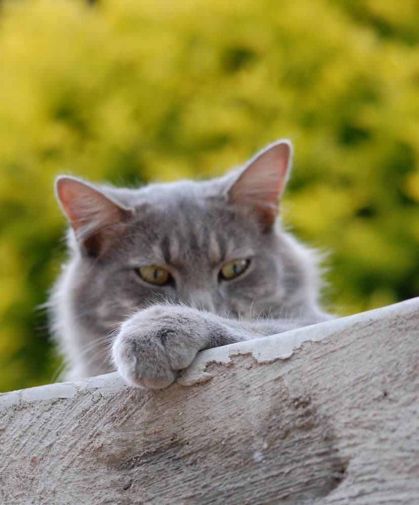 Fluffy gray tabby cat peers over a stone ledge with yellow eyes against a soft green foliage backdrop.