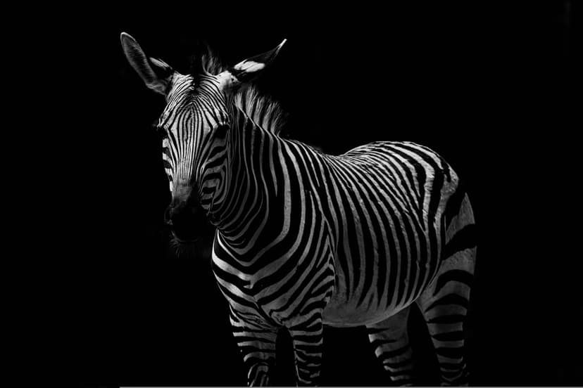 Zebra with bold black and white stripes emerges from a pitch-black background in a high-contrast side profile.