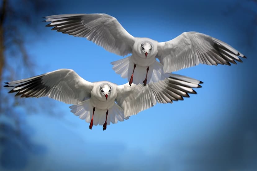 Two white seagulls soar with wings outstretched against a vibrant, cloudless blue sky during bright daylight.